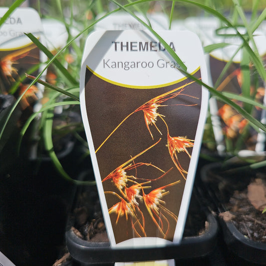 Themeda triandra (australis) 7cm