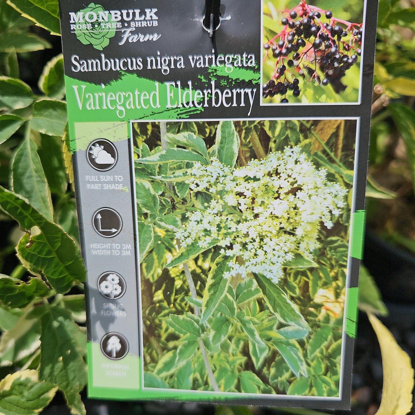 Sambucus nigra variegata (Variegated Elderberry) 20cm
