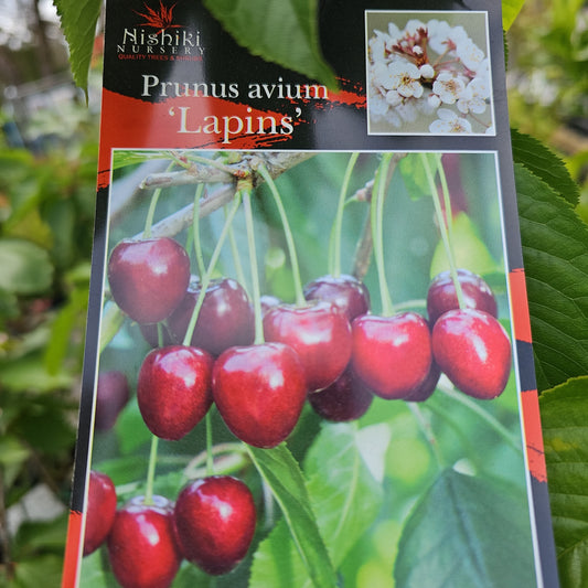 Cherry Tree - Lapins 33cm
