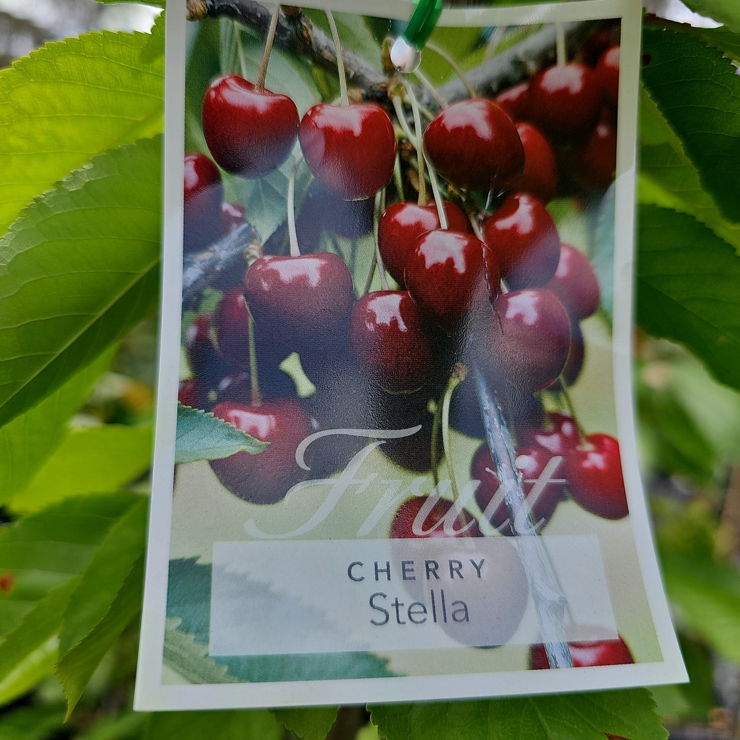 Cherry Tree - Stella 33cm