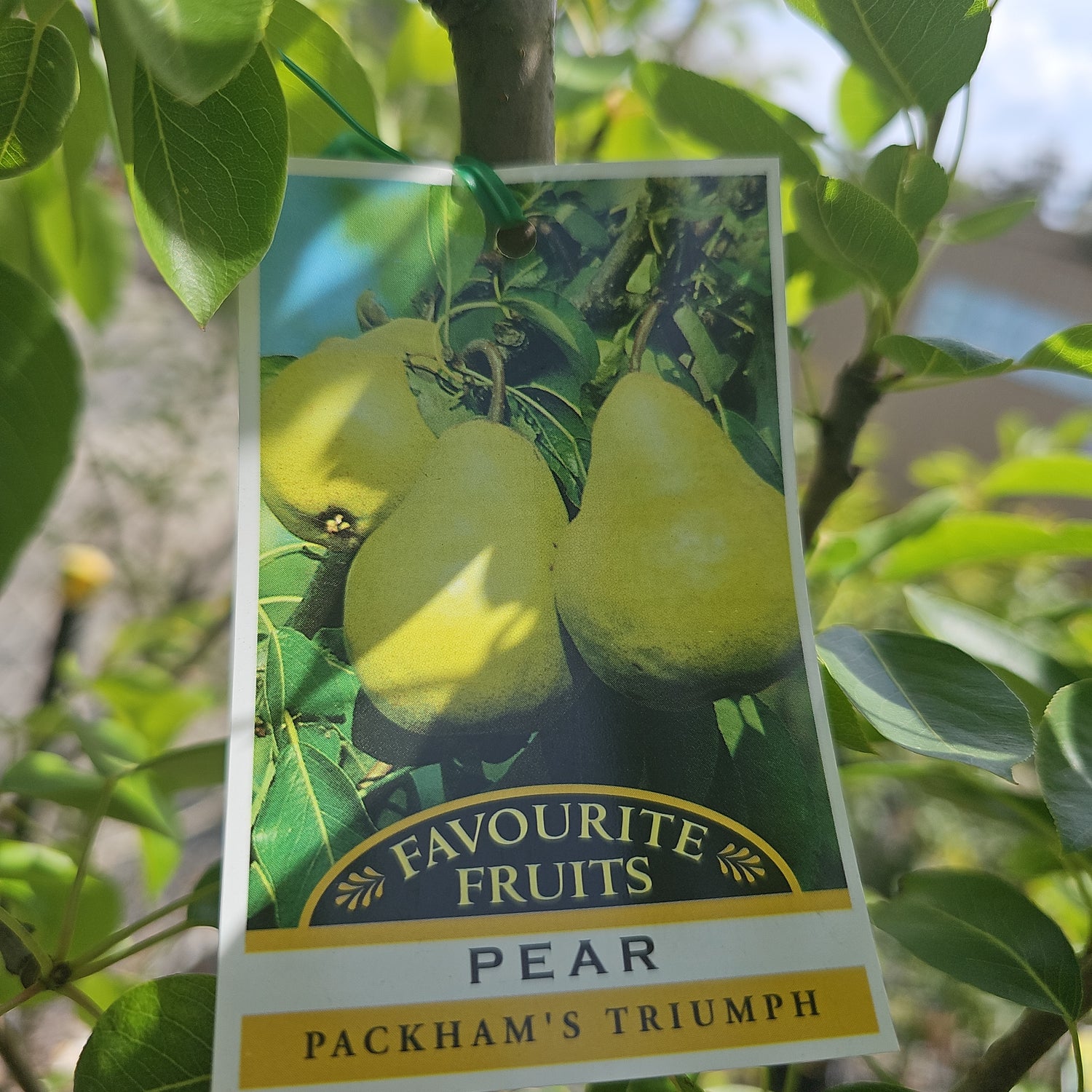 Pear Tree - Packham Triumph 25cm – Yarra View Garden Centre