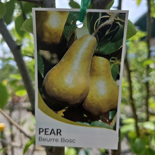Pear Tree - Buerre Bosc 25cm