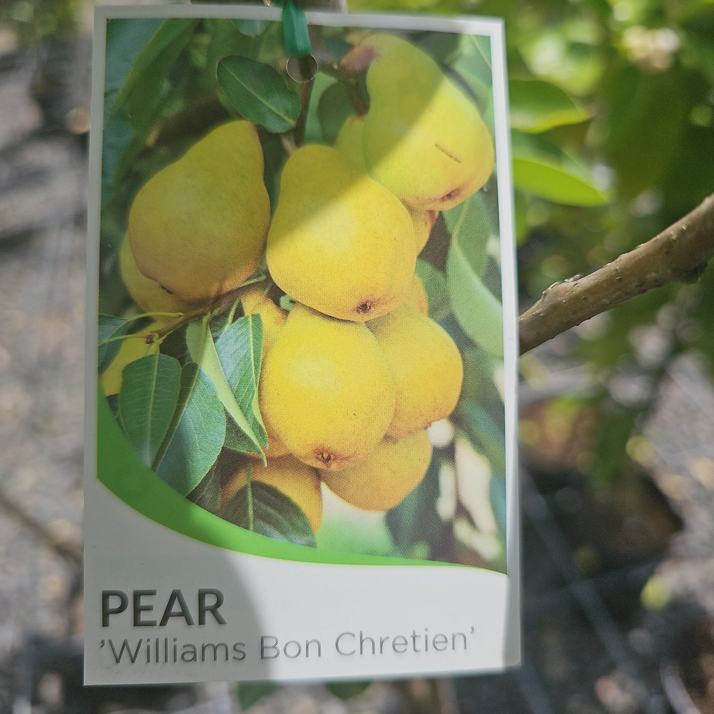 Pear Tree - Williams Bon Chretien 20cm