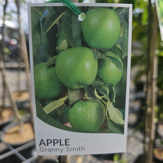 Apple 'Granny Smith' Malus domestica 20cm