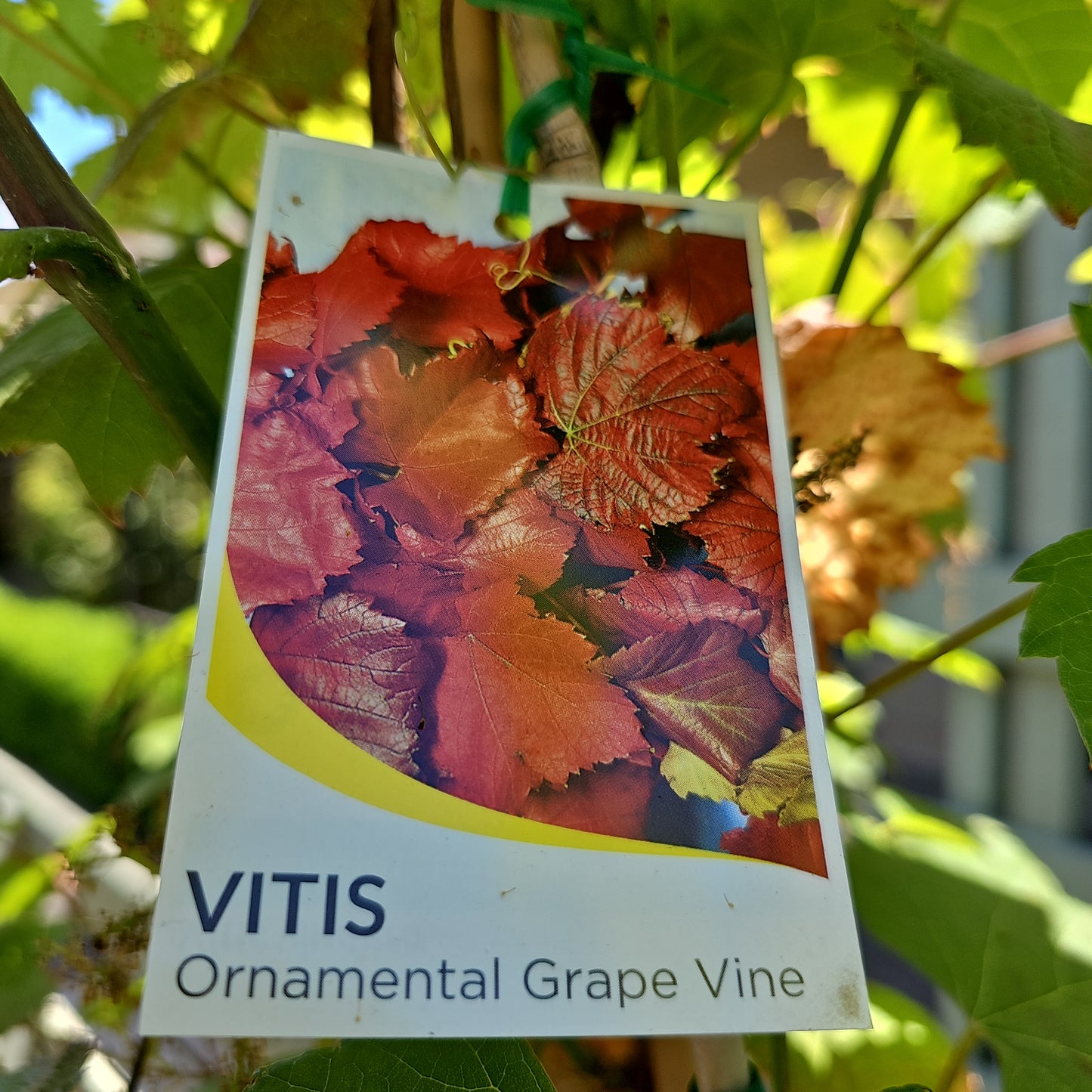 Grape Ornamental (Vitis vinifera) 25cm