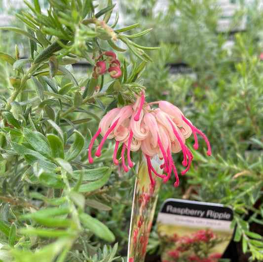 Grevillea “Raspberry Ripple” 7cm