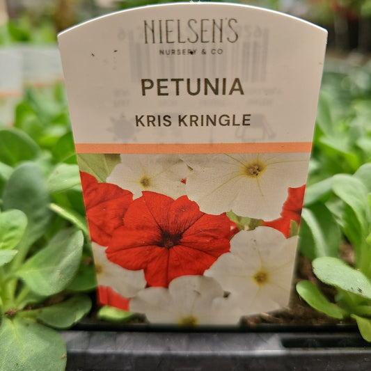 Petunia Kris Kringle Punnet