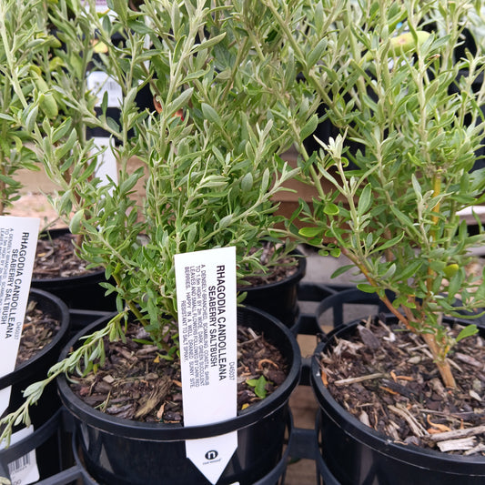Rhagodia candolleana 'Seaberry Saltbush' 20cm SECONDS