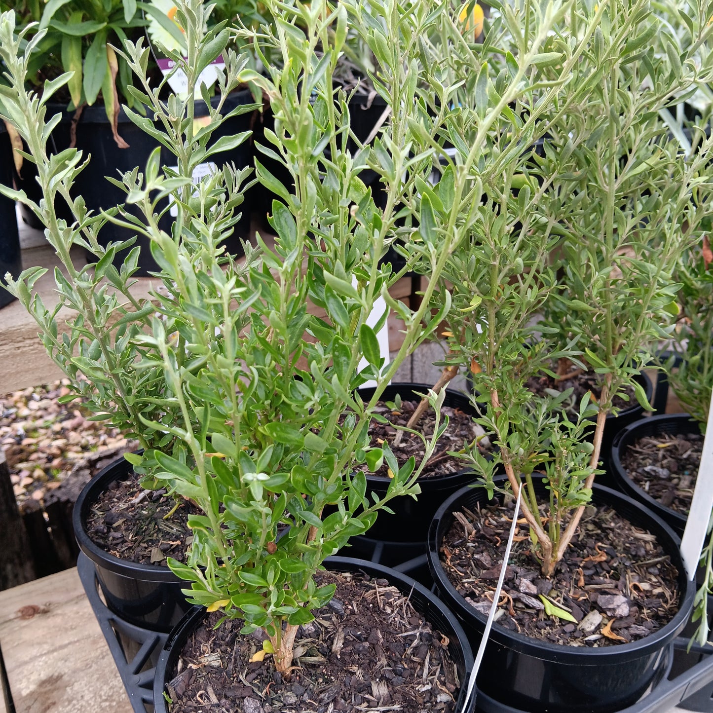 Rhagodia candolleana 'Seaberry Saltbush' 20cm SECONDS
