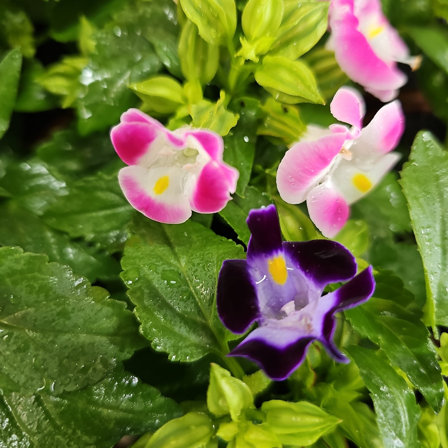 Torenia Assorted 100mm