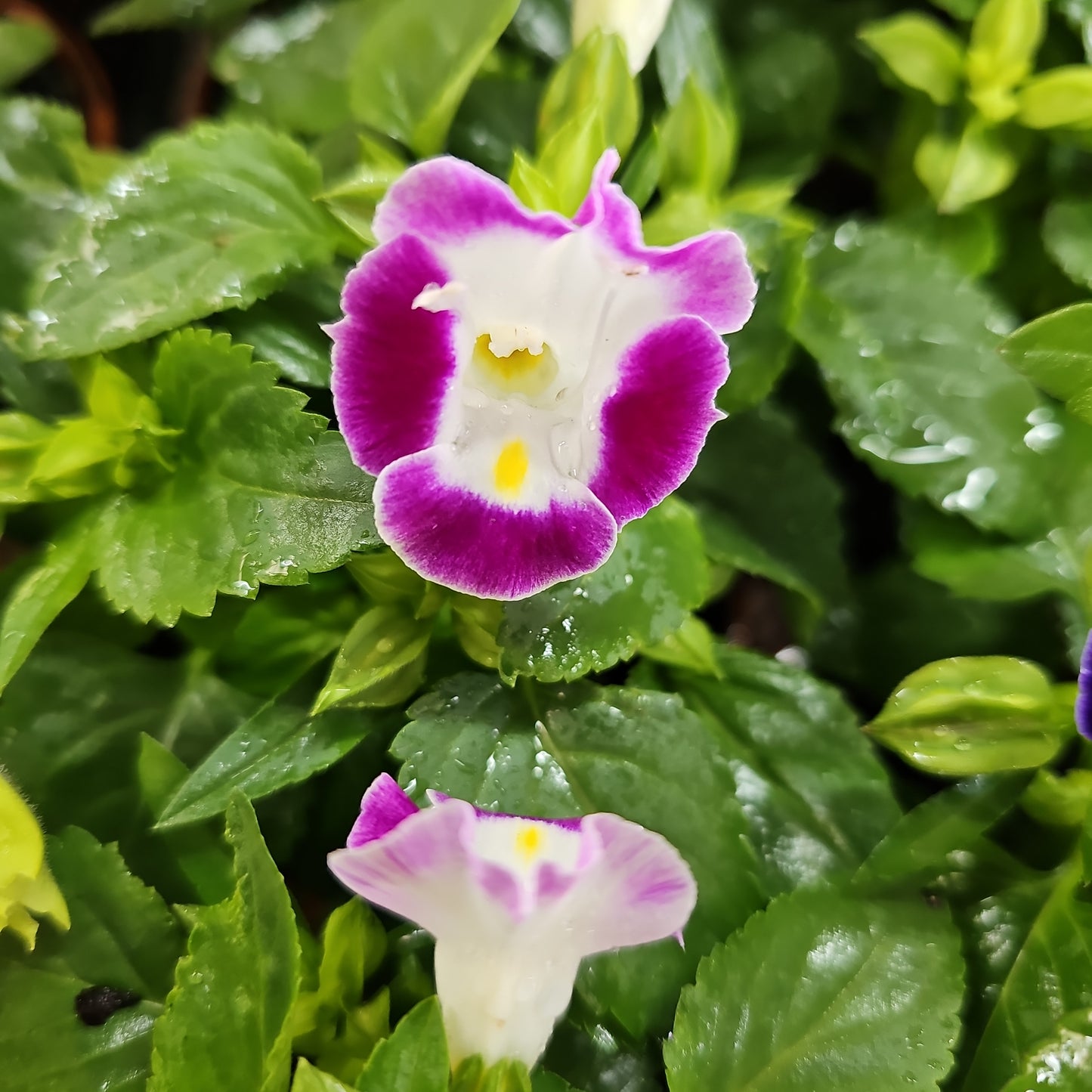 Torenia Assorted 100mm