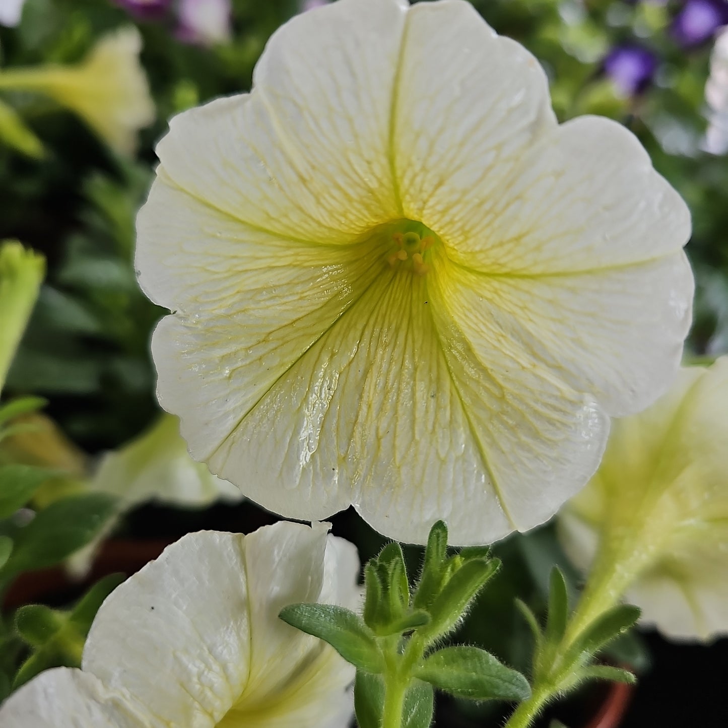 Petunia Assorted 100mm