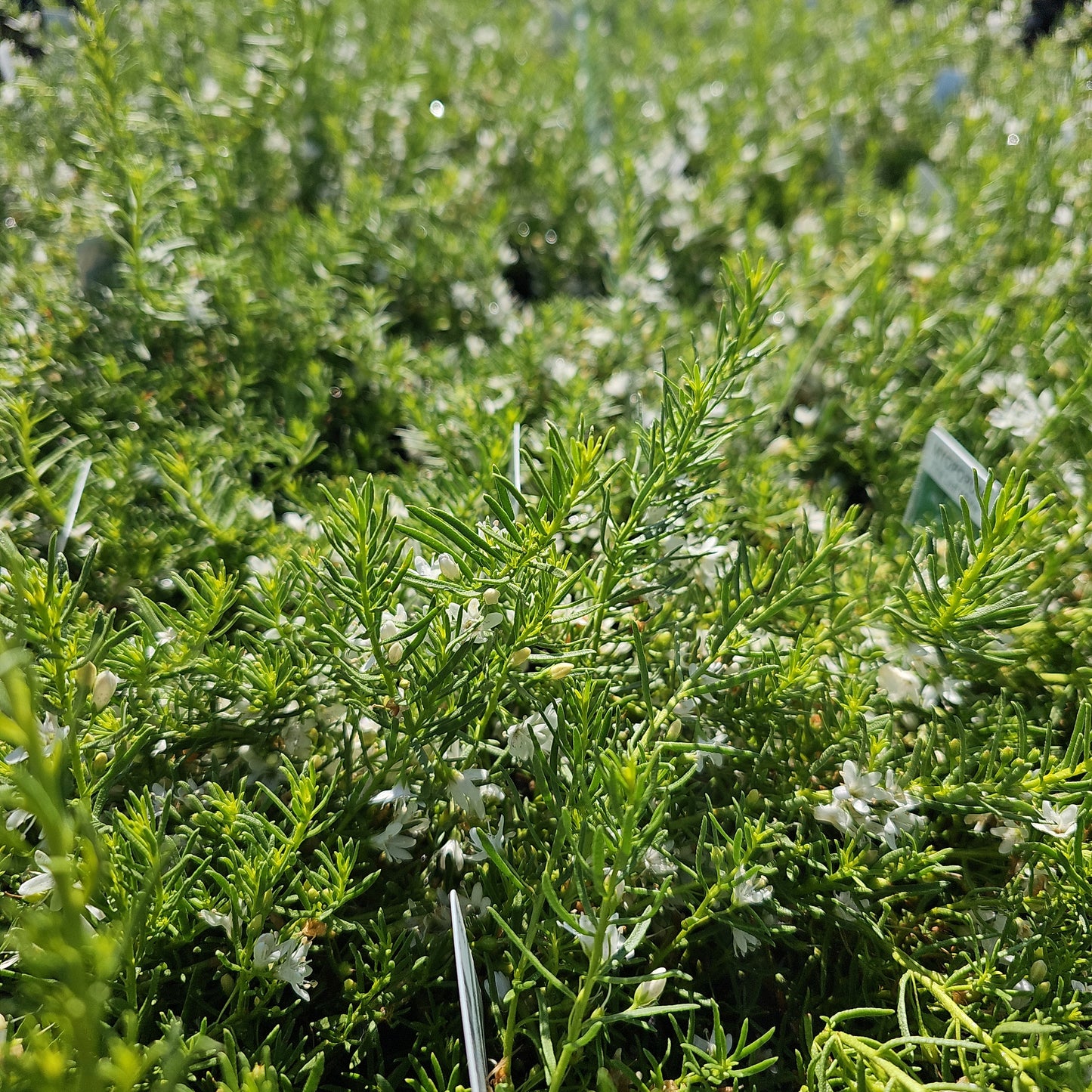 Myoporum parvifolium 'Fine Leaf White' 14cm