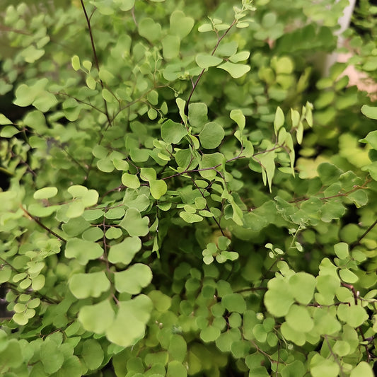 Adiantum aethiopicum 'Native Maidenhair' 14cm