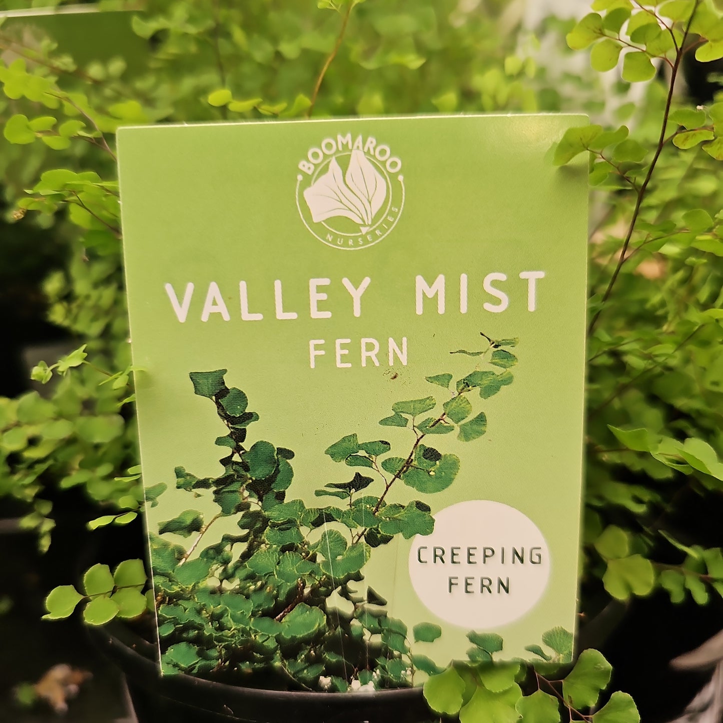 Adiantum aethiopicum  'Maidenhair Valley Mist Fern' 14cm