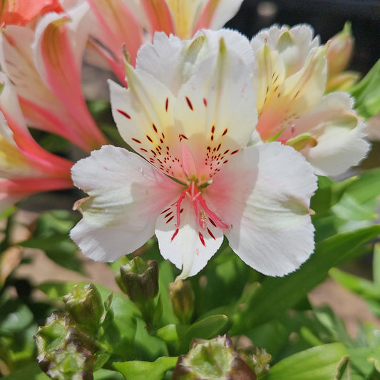 Alstromeria Mix 19cm