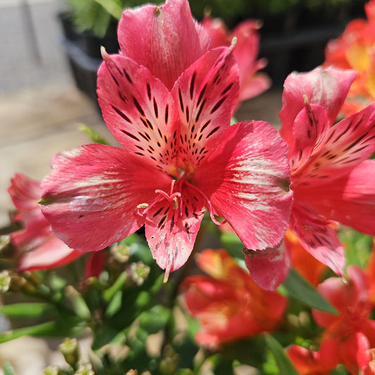 Alstromeria Mix 19cm
