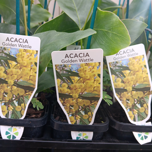 Acacia pycnantha 7cm