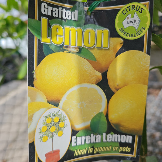 Lemon Eureka Grafted 5L