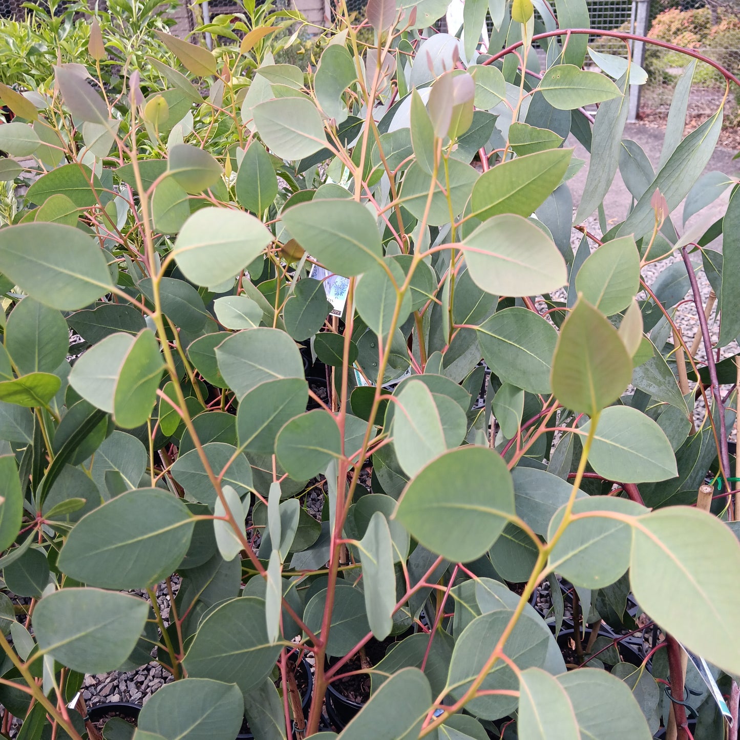 Eucalyptus cosmophylla 20cm