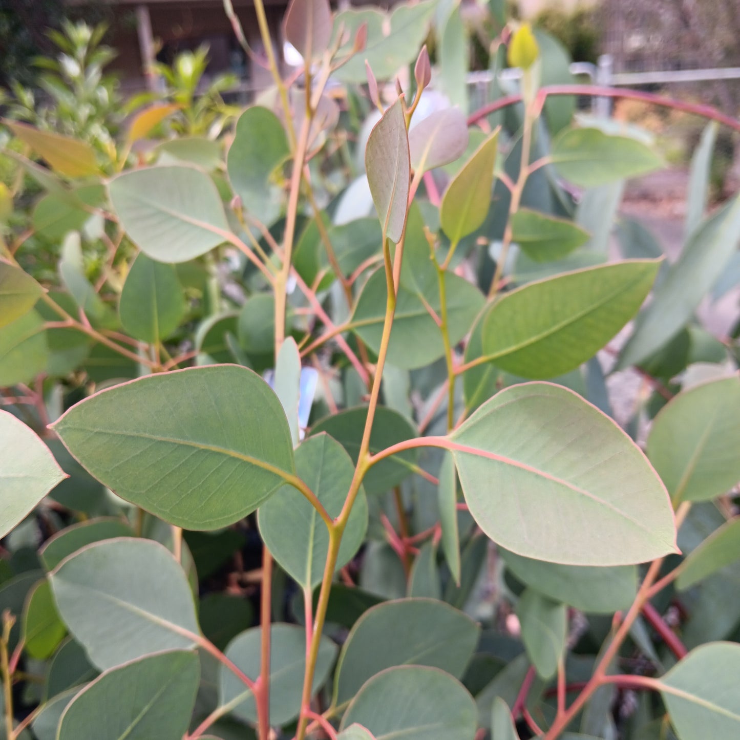 Eucalyptus cosmophylla 20cm