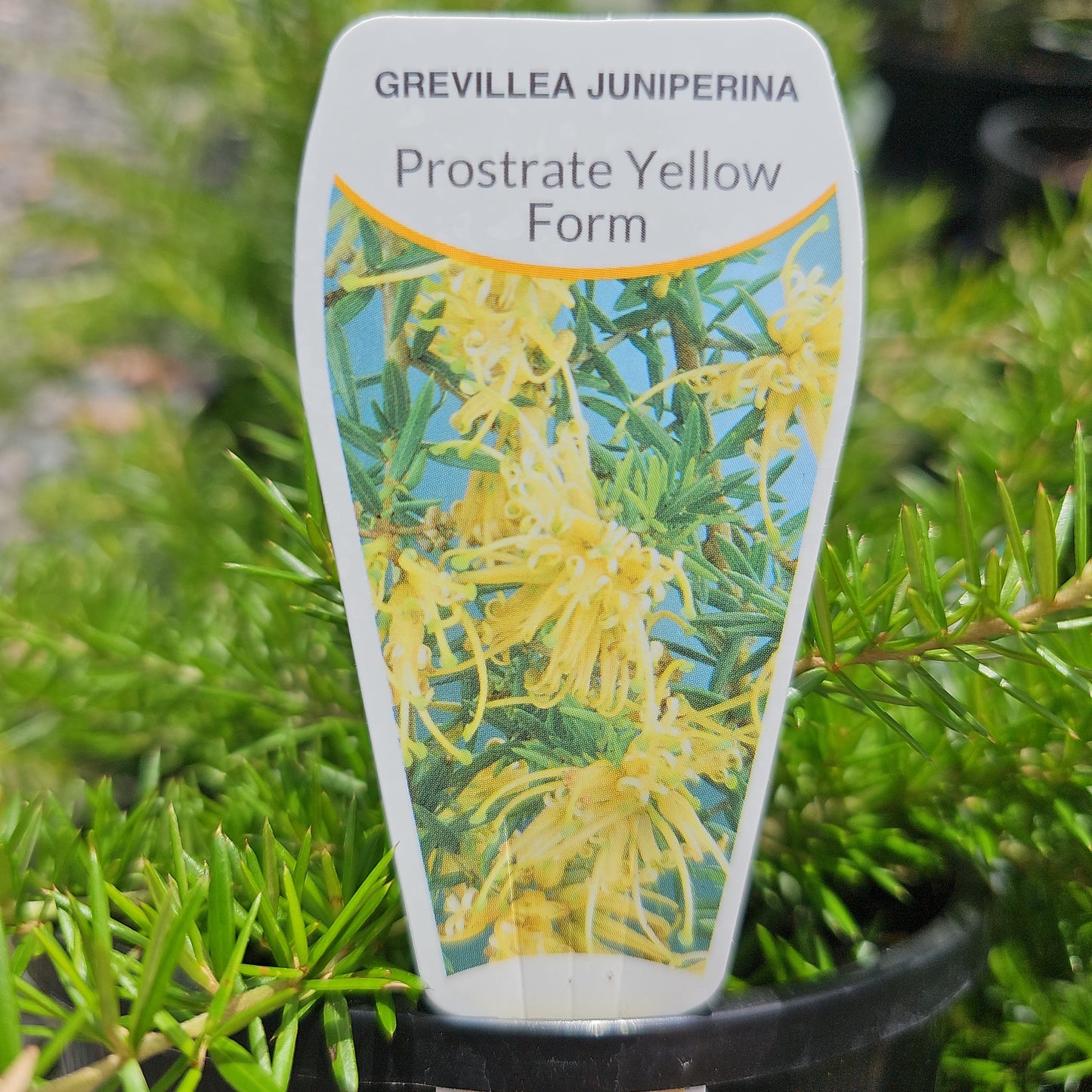 Grevillea juniperina 'Prostrate Gold' 14cm