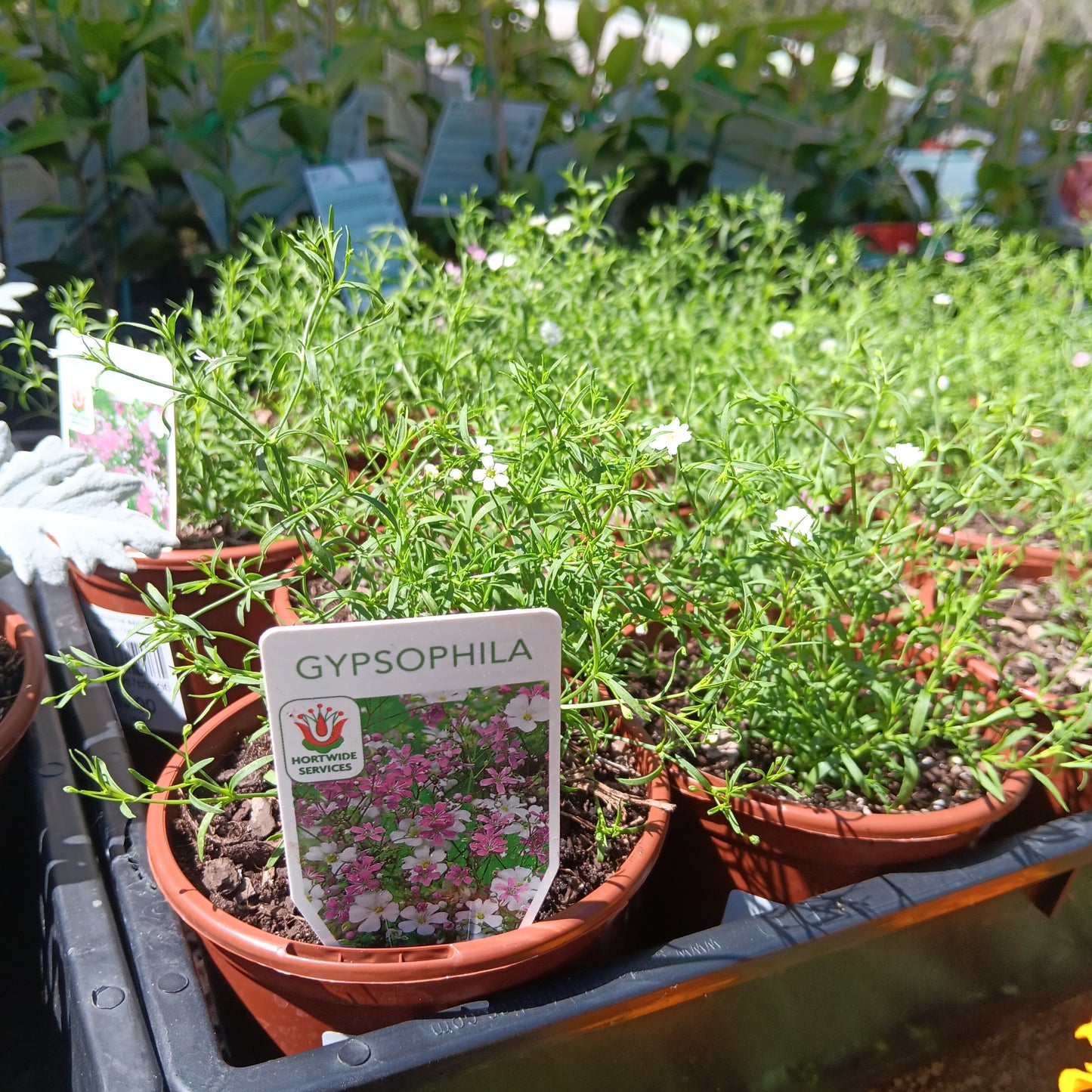 Gypsophila spp. Assorted 100mm