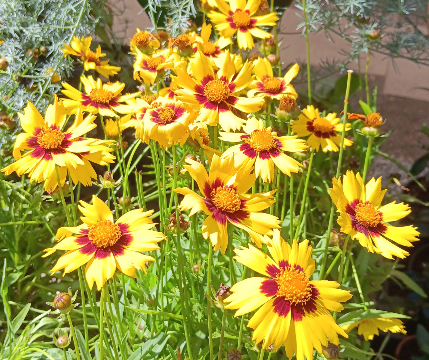 Coreopsis grandiflora Sunkiss 12cm