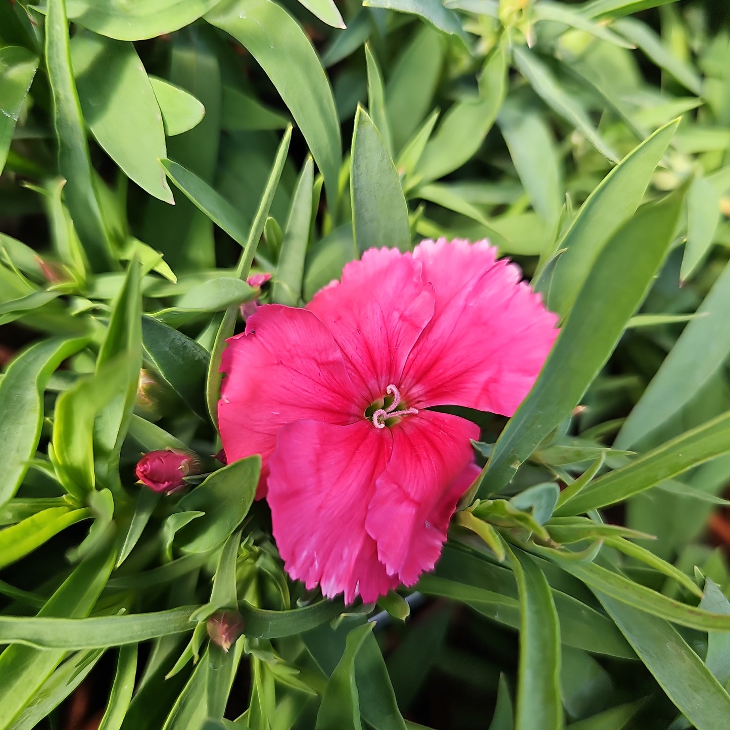 Dianthus spp. Assorted 100mm