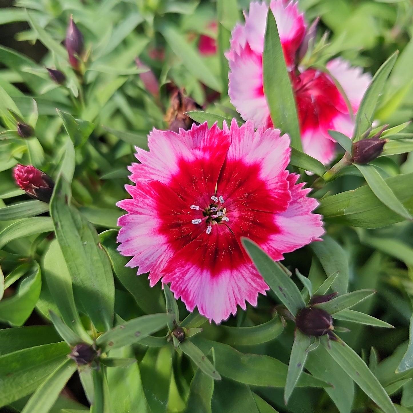 Dianthus spp. Assorted 100mm