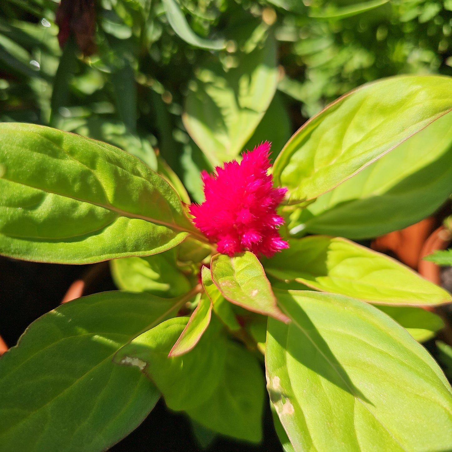 Celosia mixed 100mm