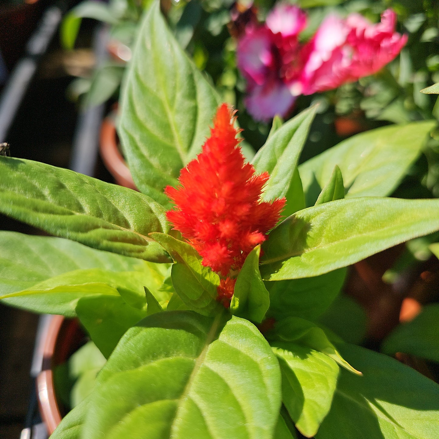 Celosia mixed 100mm