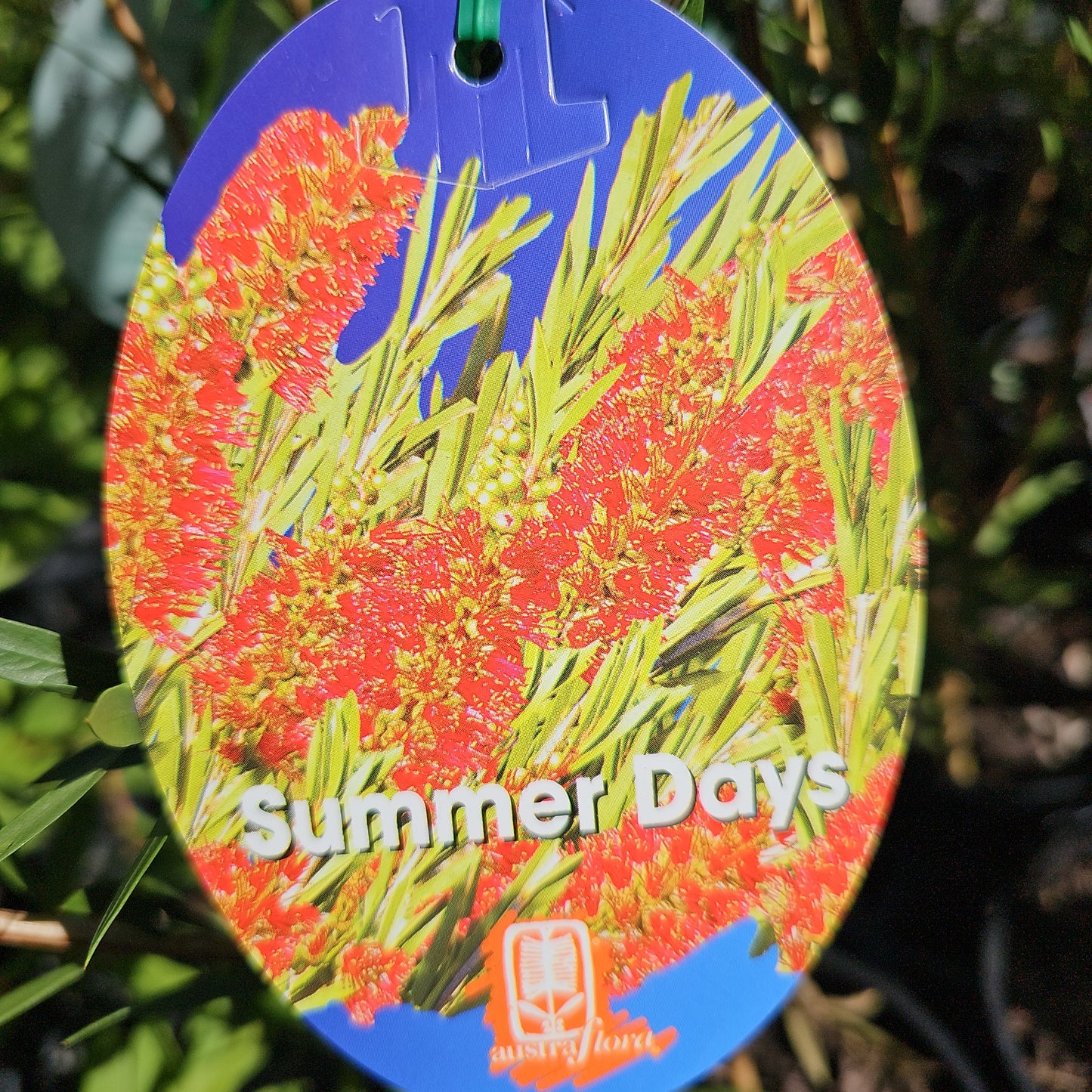 Callistemon 'Summer Days' 14cm