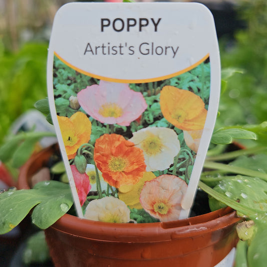 Poppy Artists Glory 100mm