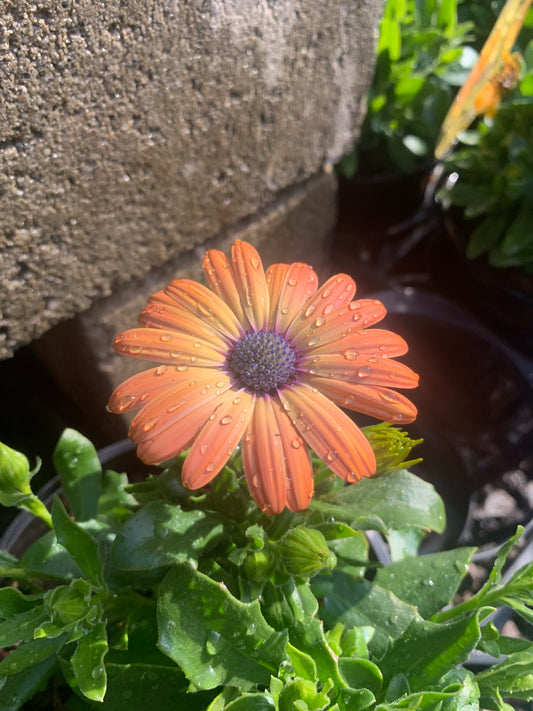 Osteospermum 'Serenity Rose Magic' 14cm