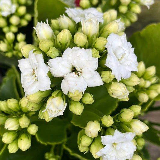 Kalanchoe White 12cm