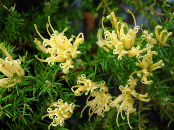 Grevillea 'Gold  Cluster' 14cm