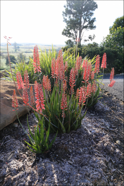 Aloe 'Mighty Coral' 20cm