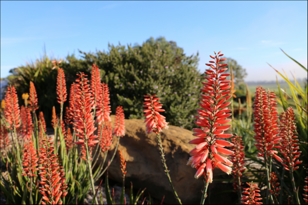 Aloe 'Mighty Coral' 20cm