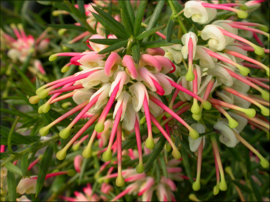 Grevillea ‘Hills Jubilee’ 14cm
