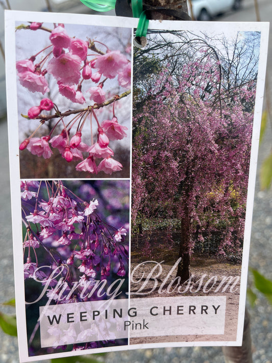 Prunus subhirtela Rosea 'Weeping Pink Cherry' 1.5m STD 33cm