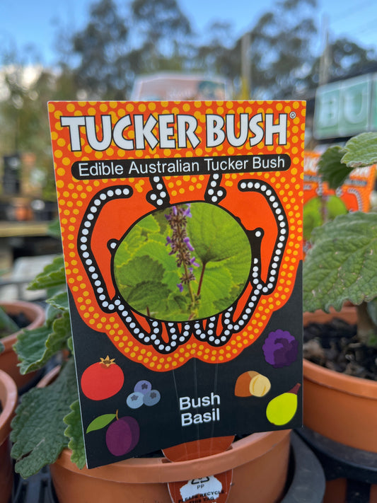 Plectranthus graveolens 'Bush Basil' 14cm