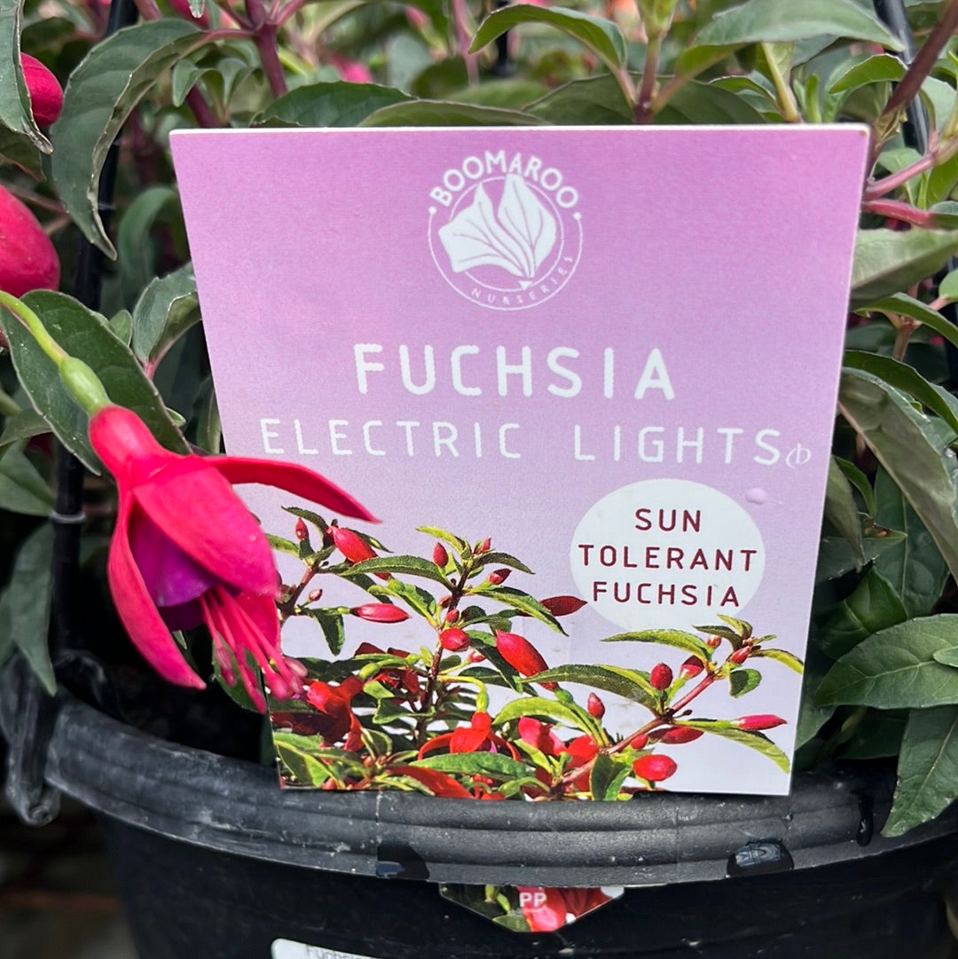 Fuchsia Electric Lights HB 20cm