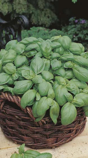 Basil Sweet Genovese 750 Seeds