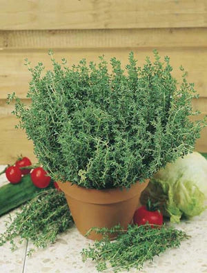 Thyme 1000 Seeds