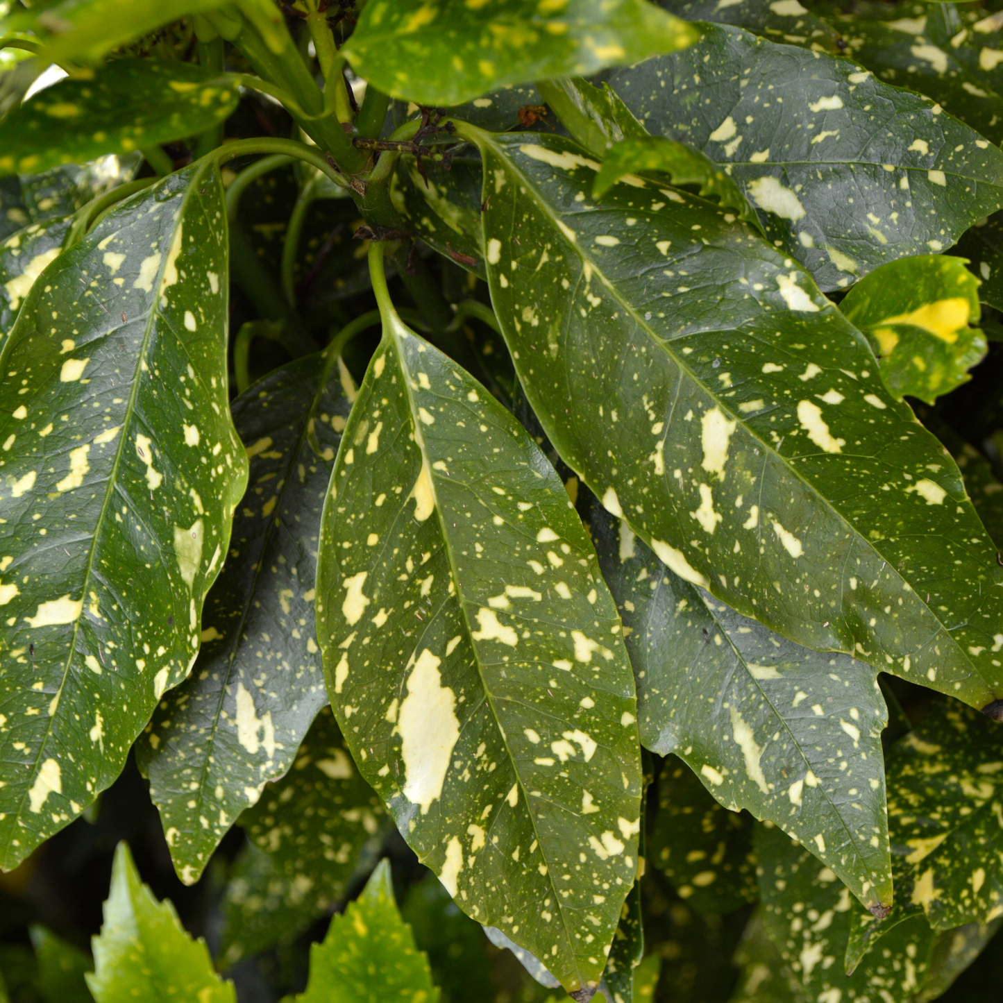 Aucuba japonica Variegata 'Gold Dust Plant' 20cm