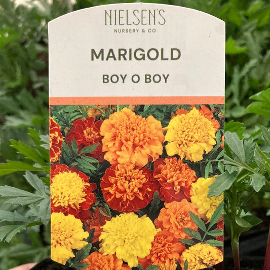 Marigold Boy O' Boy Punnet