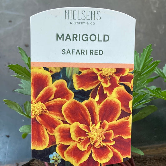 Marigold Safari Red Punnet