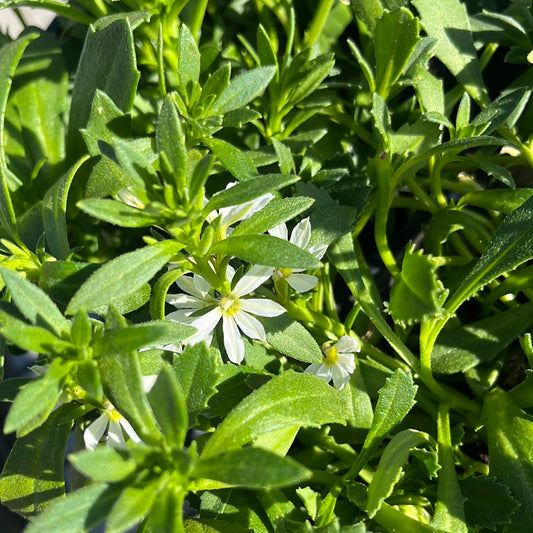 Scaevola 'Bondi White' 14cm