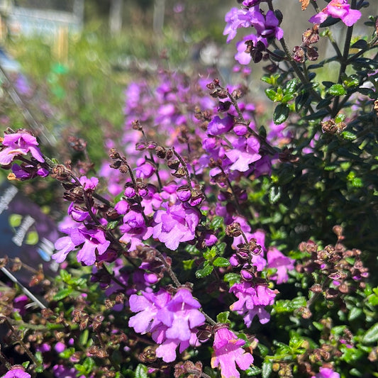 Prostanthera denticulata 'Purple Haze' 20cm